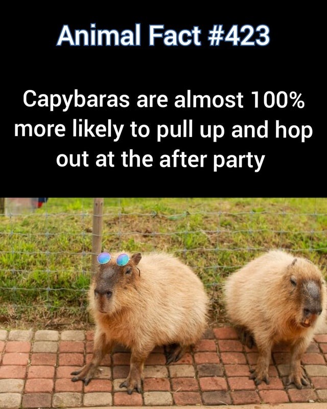 Capybaras afterparty - meme