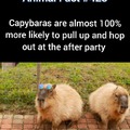 Capybaras afterparty