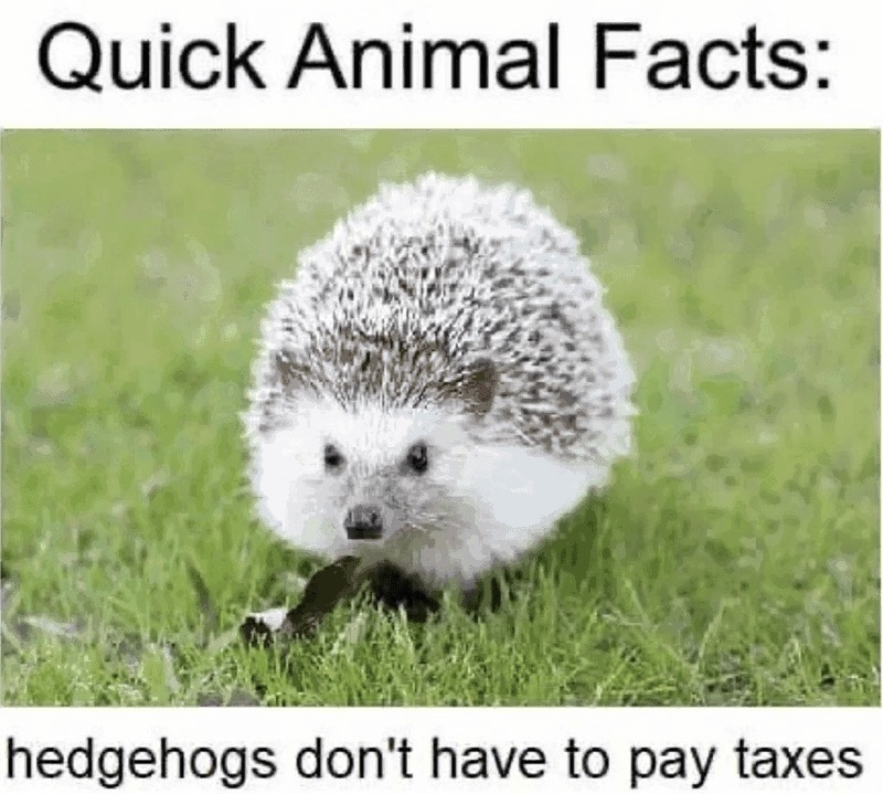 Most hedgehogs are neither hedge or hog - meme