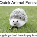 Most hedgehogs are neither hedge or hog