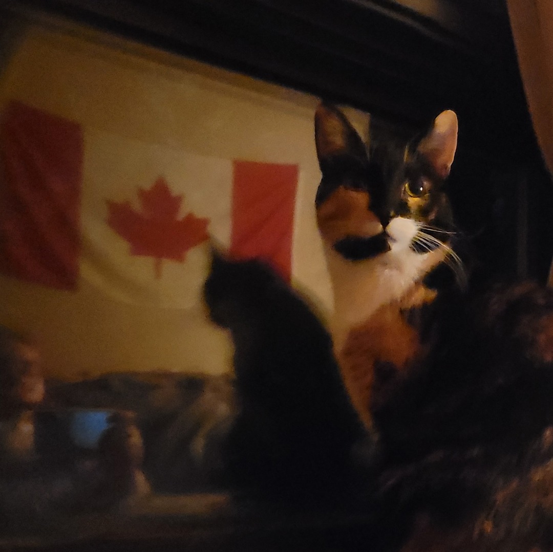 Oh, Catnada - meme