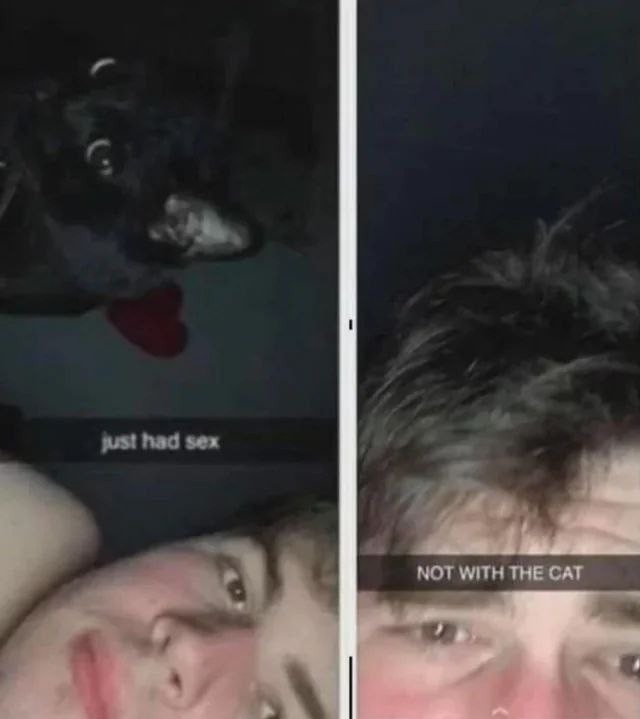 The cat got that look - meme