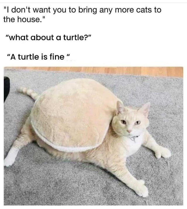 No more cats? Okay… but what about a turtle? - meme