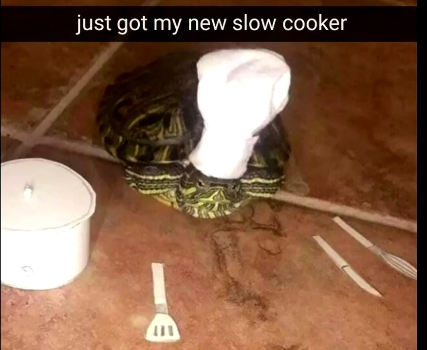 Cooking turtle - meme