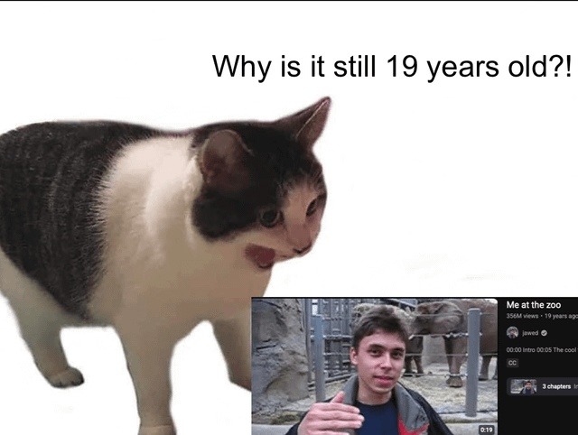 Zoo animal still 19 after 12 visits… explain this sorcery - meme