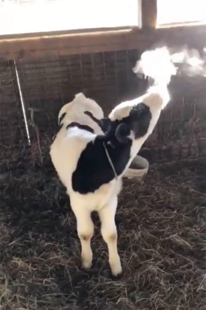 Young calves, like their human counterparts, sometimes exhale into the frigid air and pretend they are smoking .... BBQ hamburgers. - meme
