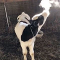 Young calves, like their human counterparts, sometimes exhale into the frigid air and pretend they are smoking .... BBQ hamburgers.