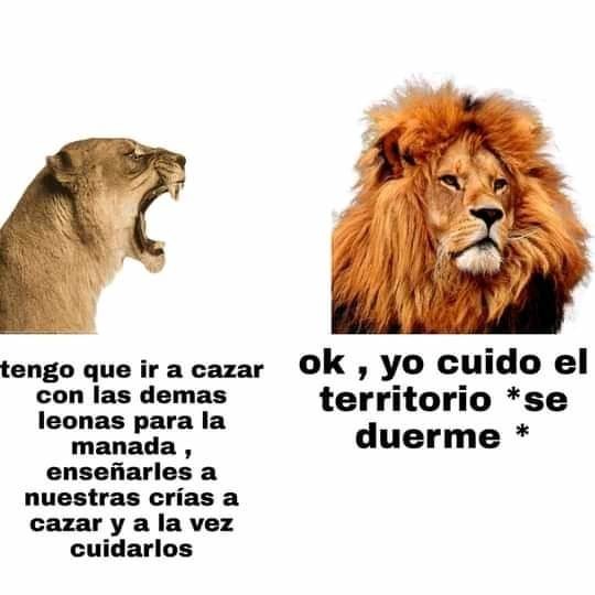 León chad - meme