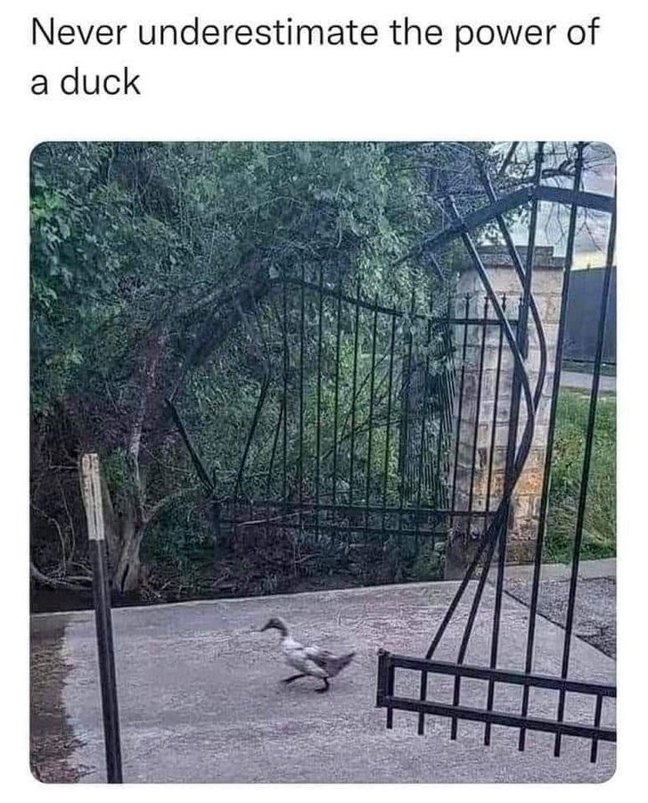 Duck Power - meme
