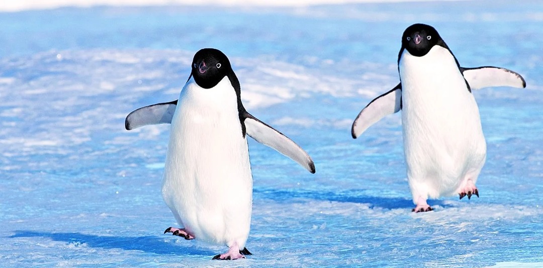 Pingüino - meme
