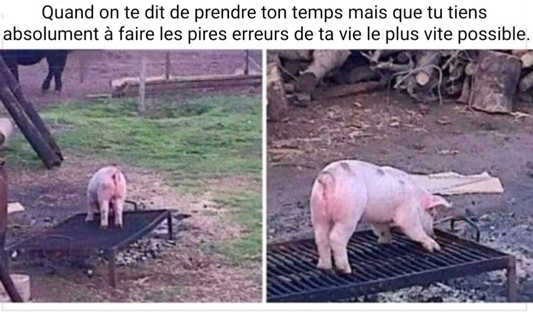 Oui, je tiens à être un grassouillet et rose petit porcelet... :megusta: - meme