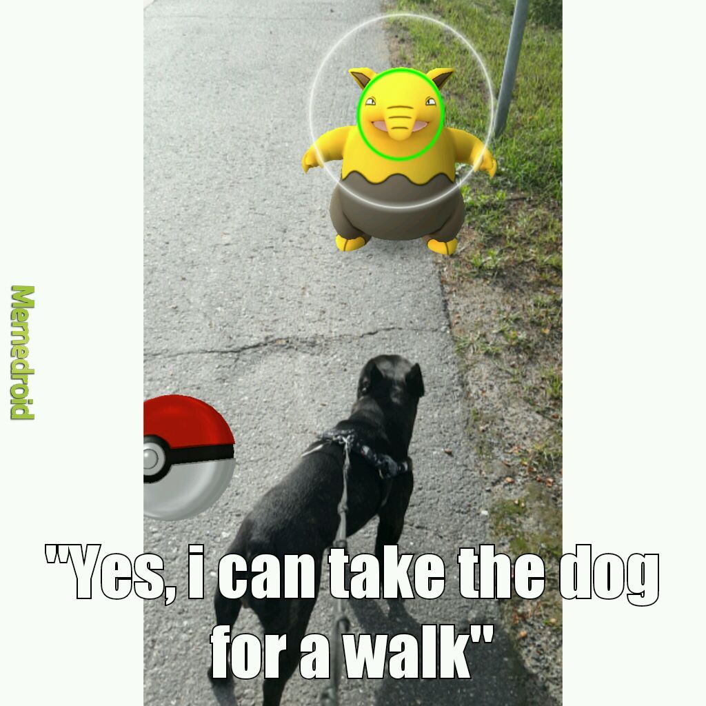 No more fighting about who takes a dog for a walk - meme