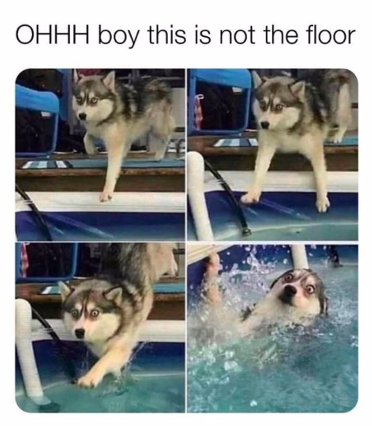 Doggo fall water - meme