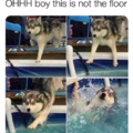 Doggo fall water