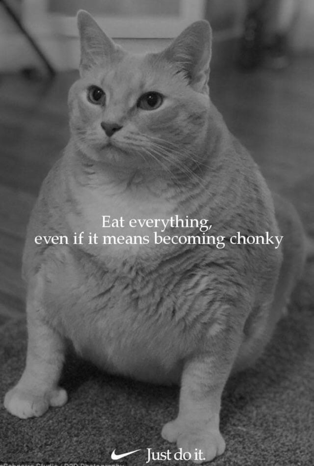 Just be chonky - meme