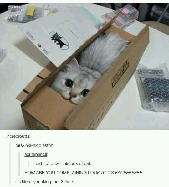 A box of cat - meme