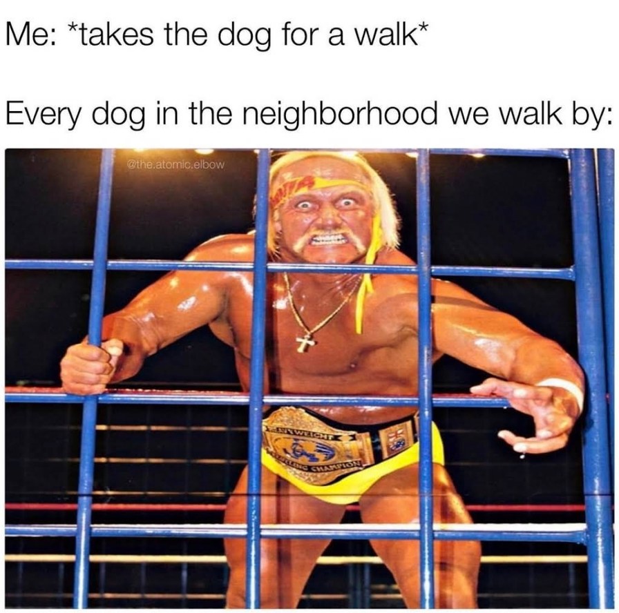 Dogs so mad  - meme