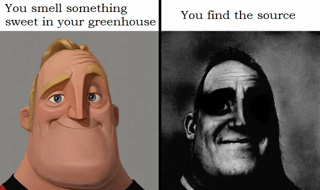 Something sweet in your greenhouse - meme