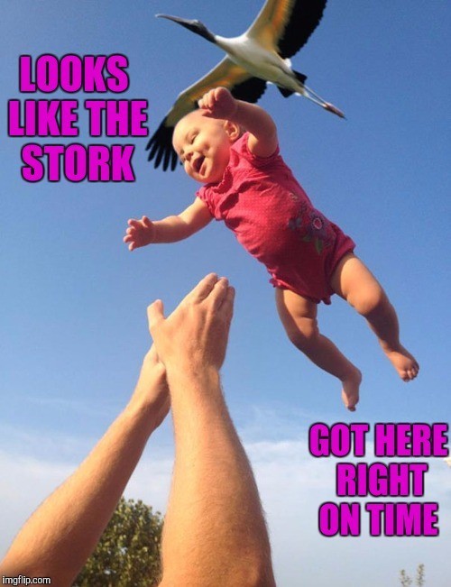 Storks - meme