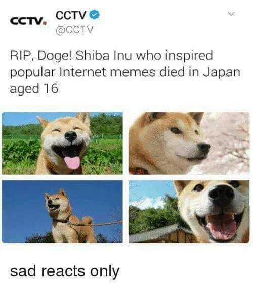 Doge we miss u - meme