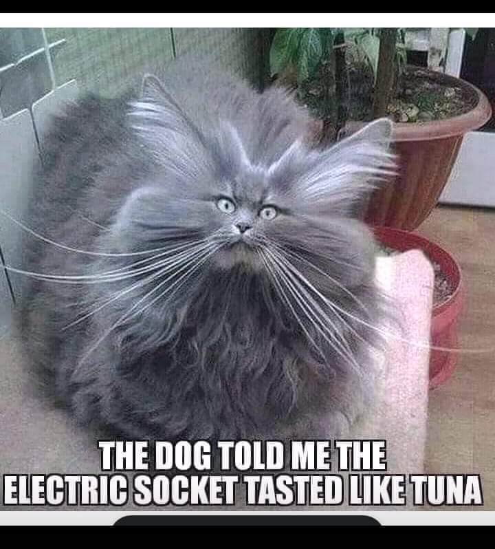 Cat electric socket - meme