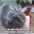 Cat electric socket
