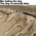 muddy doggo