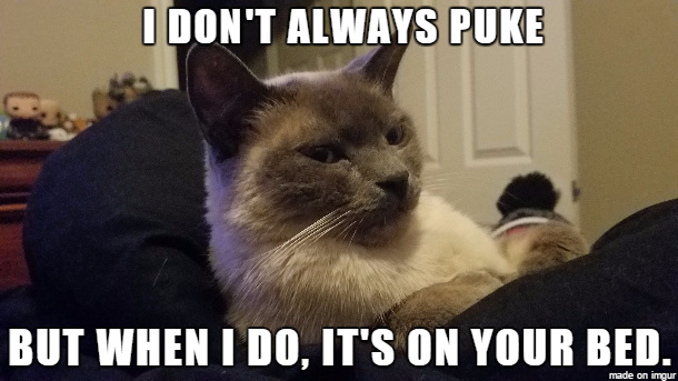 Most Interesting Cat in the World - meme
