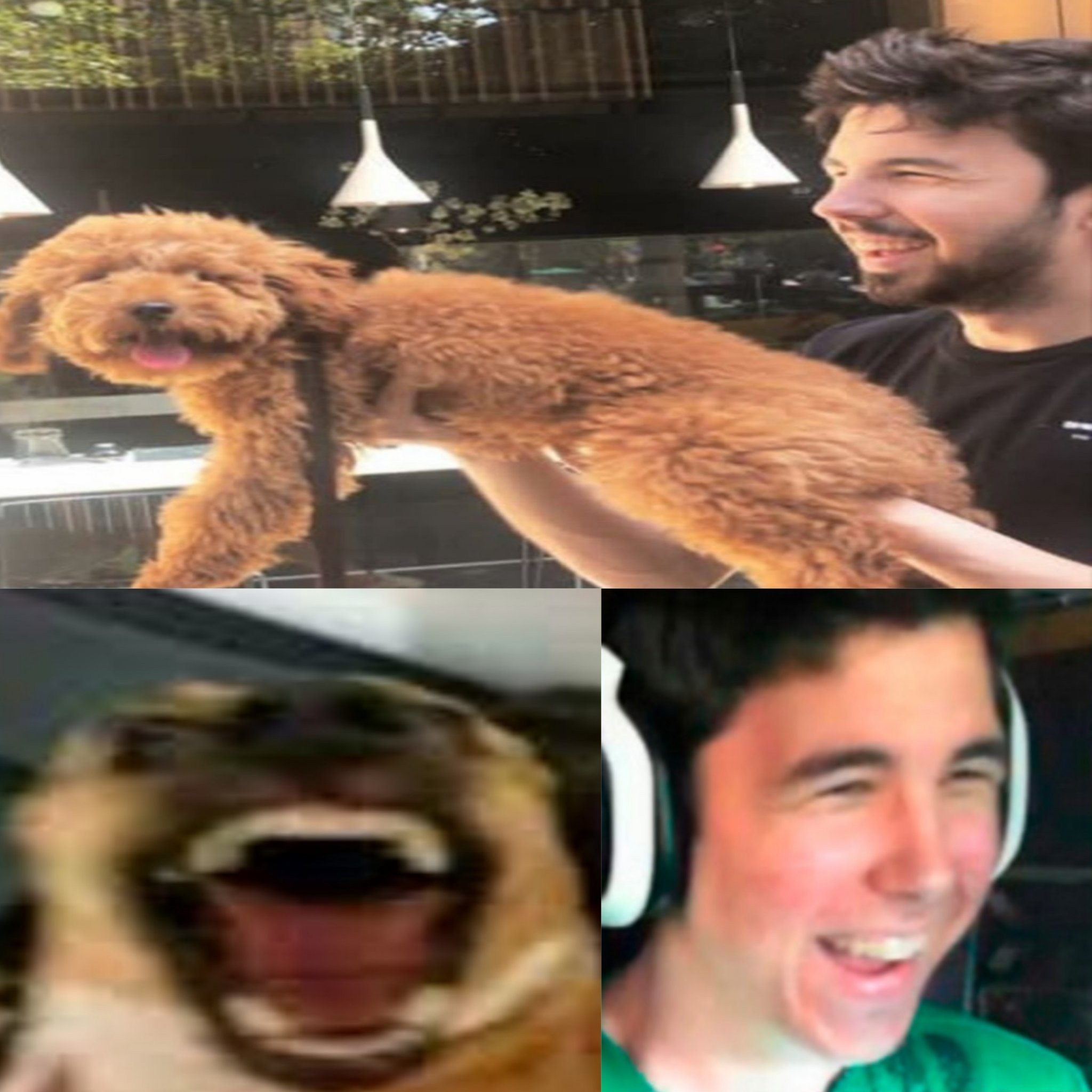 Willy viola perros - meme