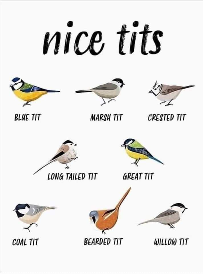 Nice tits - meme