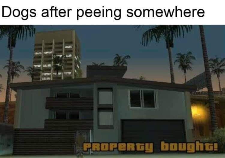 Dogs - meme