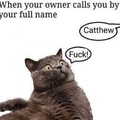 catthew