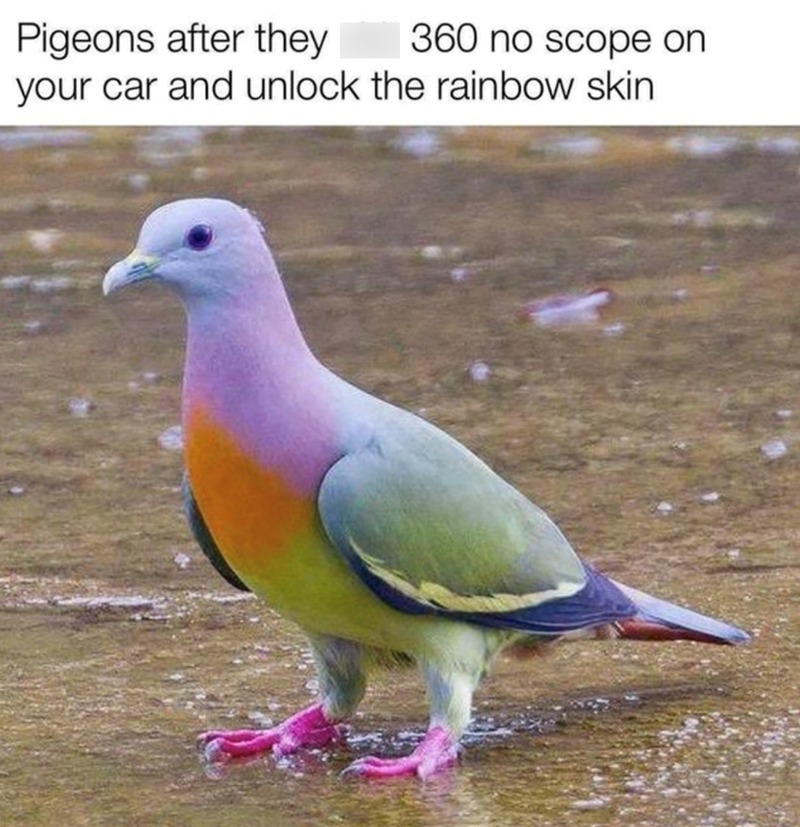 Get shit on - meme