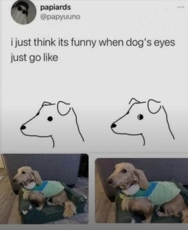 When dog eyes go big mode, I lose all willpower - meme
