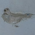 Fossile de pigeon