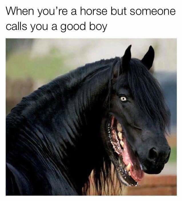 Quando vc é um cavalo, mas alguém te chama de bom garoto - meme