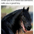 Quando vc é um cavalo, mas alguém te chama de bom garoto