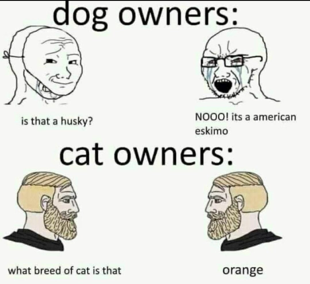 Chads have cats - meme