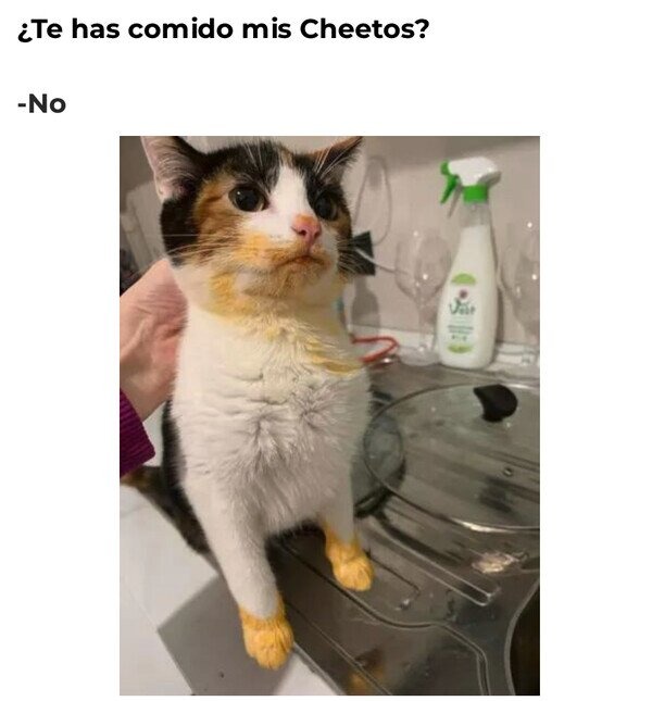 Le gato - Meme by Nyll :) Memedroid