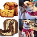 even though dogs cant eat chocolate