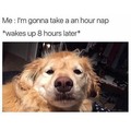 Can relate to doggo