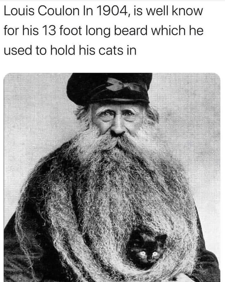 Cats in the beard - meme
