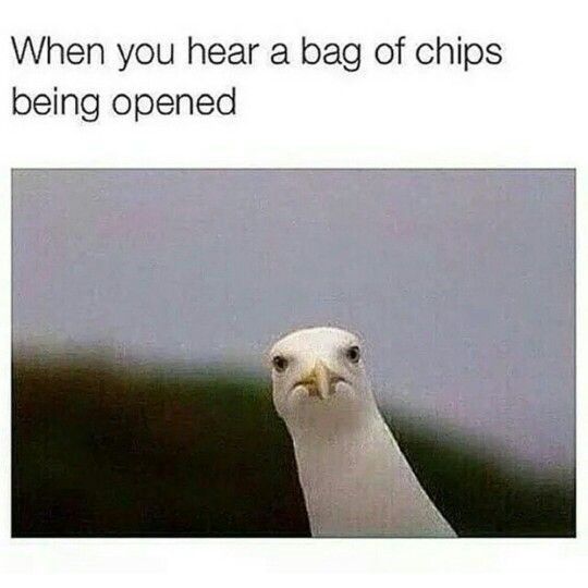 Chips - meme