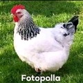 Foto polla