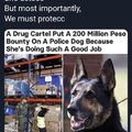 A drug cartel put a 200 million Peso bounty on a police dog because she's doing such a good job