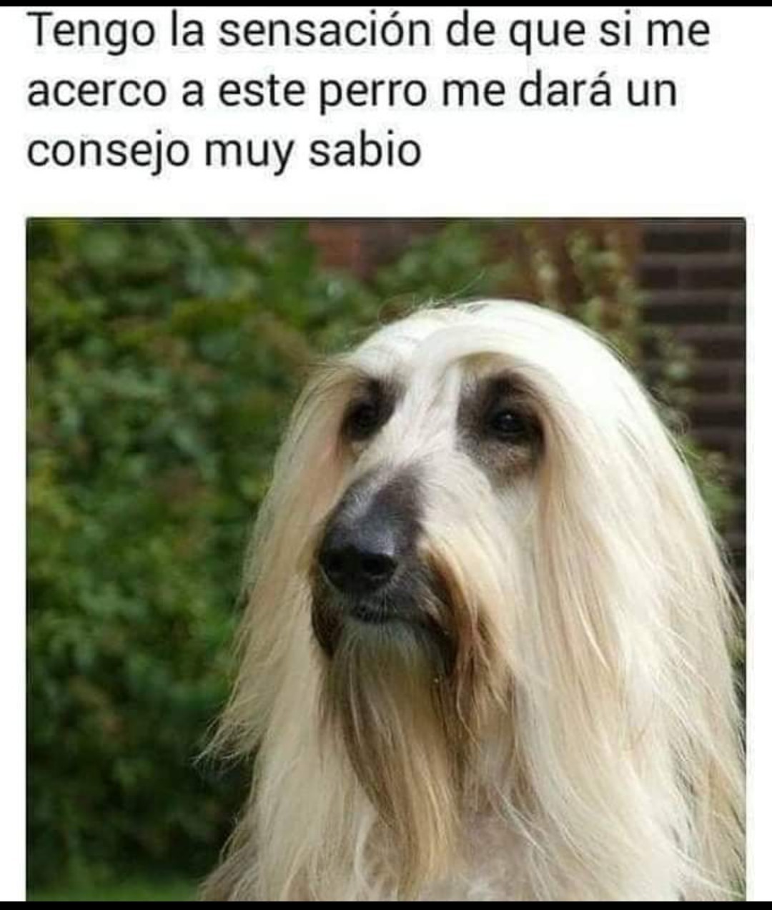 Perro Gandalf - meme