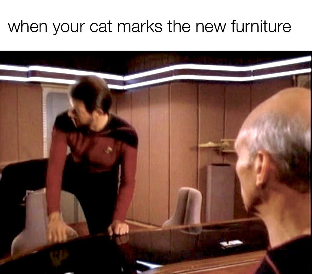 not cool cat - meme