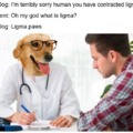 Dog doctor