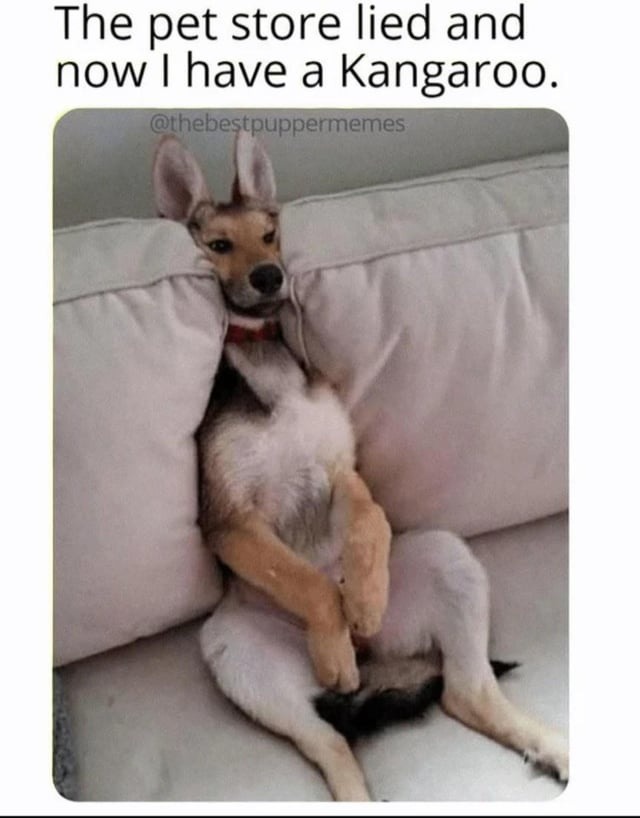 Went to get a dog, ended up with a kangaroo - meme