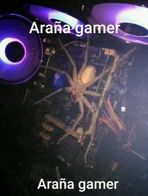 Araña gamer - meme